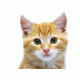 Cat Products
