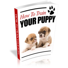 How to Train Your Puppy How to Train Your Puppy