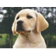Dog Products